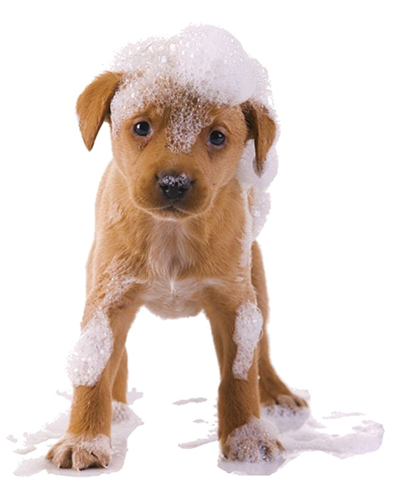 Puppy Bubbles